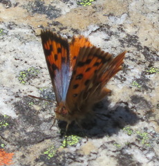 Chrysoritis swanepoeli hyperion