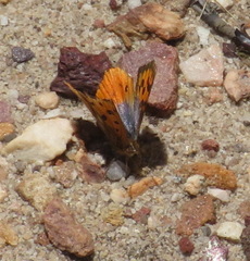 Chrysoritis swanepoeli hyperion