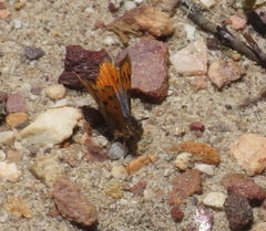 Chrysoritis swanepoeli hyperion