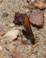 Chrysoritis swanepoeli hyperion