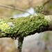 Polished Camouflage Lichen - Photo (c) Jurga Motiejūnaitė, some rights reserved (CC BY-NC), uploaded by Jurga Motiejūnaitė
