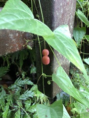 Zehneria japonica