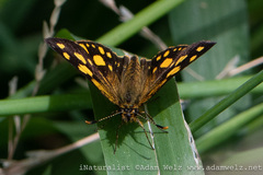 Metisella metis metis