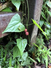 Zehneria japonica