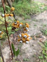 Davilla