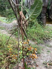 Davilla