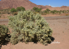 Atriplex lampa
