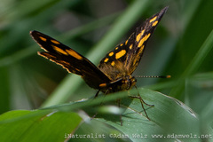 Metisella metis metis
