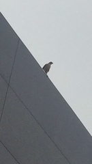 Accipiter cooperii
