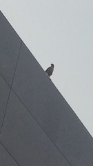 Accipiter cooperii