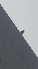 Accipiter cooperii