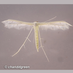 Pterophorus