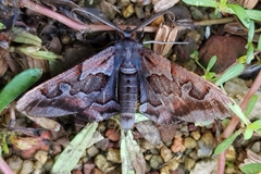 Hypochrosis binexata