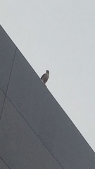 Accipiter cooperii