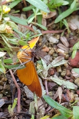 Hypochrosis binexata