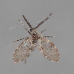 Paramormia corniculata