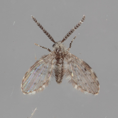 Paramormia corniculata