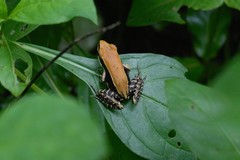 Hydrophylax bahuvistara