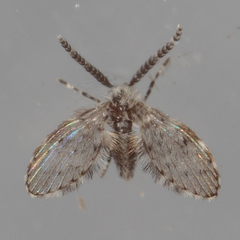 Paramormia corniculata