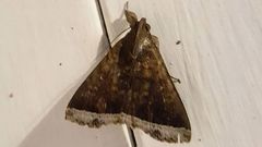 Coremagnatha orionalis