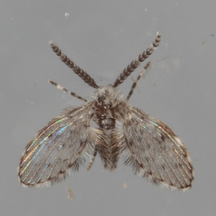 Paramormia corniculata