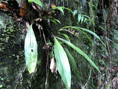 Eria scabrilinguis