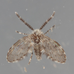 Paramormia corniculata