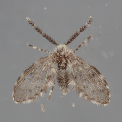 Paramormia corniculata