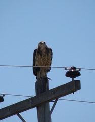 Buteogallus coronatus
