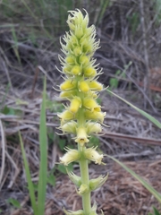 Sinningia lutea