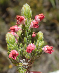 Erica nervata