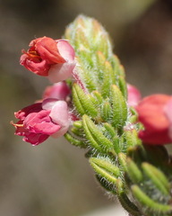 Erica nervata