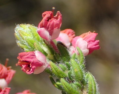 Erica nervata