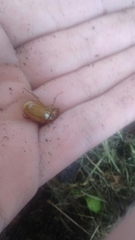 Cyclocephala signaticollis