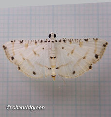 Pycnarmon cribrata