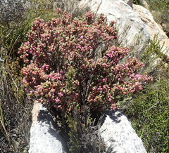 Erica nervata