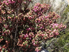 Erica nervata