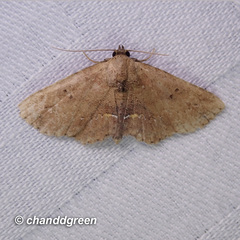 Cerynea punctilinealis