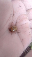 Cyclocephala signaticollis