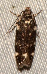 Chionodes bicostomaculella