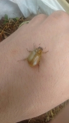 Cyclocephala signaticollis