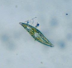 Pleurosigma