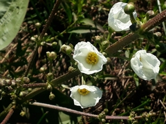 Echinodorus grandiflorus
