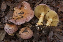 Cortinarius xanthophyllus
