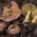 Cortinarius xanthophyllus - Photo (c) Marco Floriani, some rights reserved (CC BY-NC), uploaded by Marco Floriani