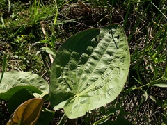 Echinodorus grandiflorus