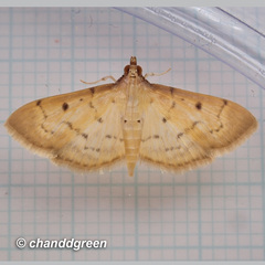 Herpetogramma basalis