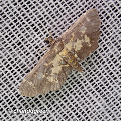 Eurrhyparodes bracteolalis