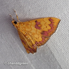 Isocentris filalis