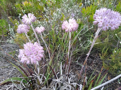 Dilatris corymbosa (Dilatris corymbosa)